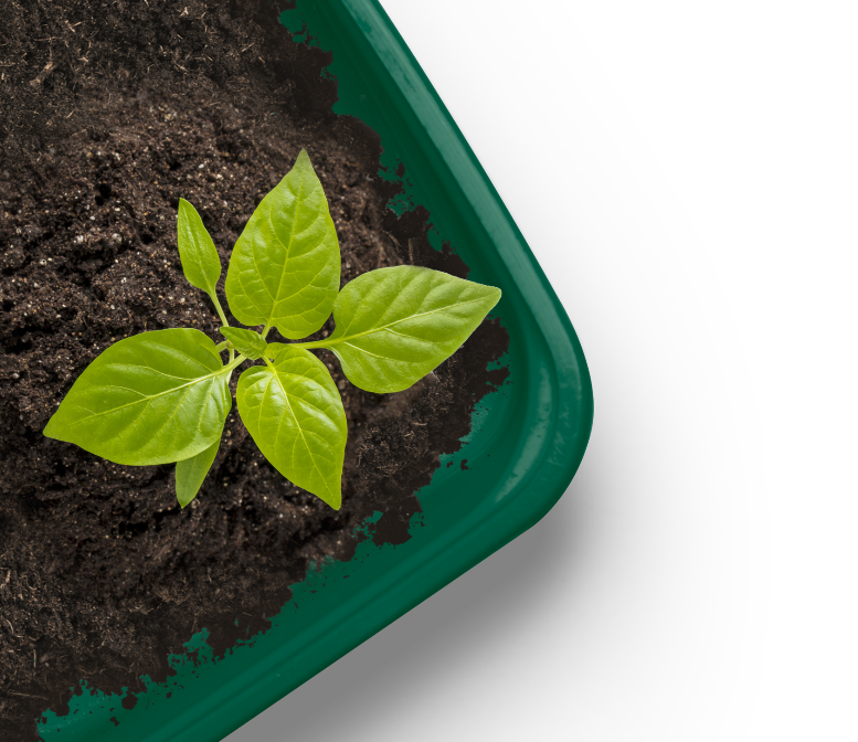 A small green plant with several leaves is growing in dark soil inside a green rectangular container, shown from above against a black background.