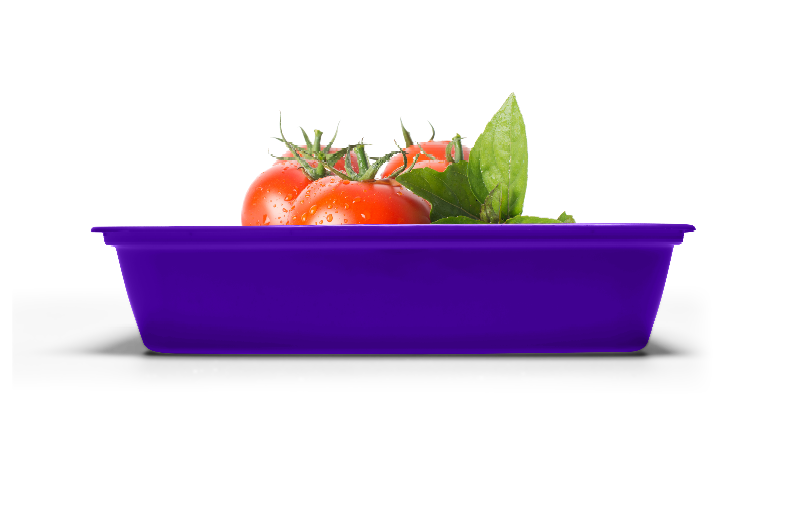 A purple plastic tray containing tomatoes and fresh basil leaves.