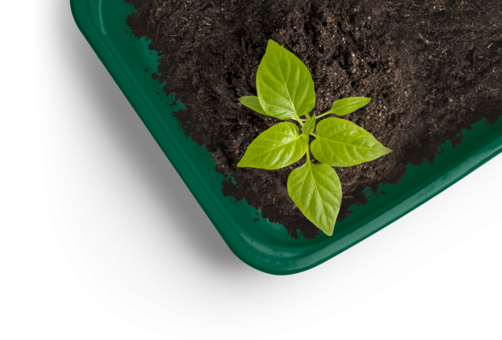 Eco-Friendly Materials for Food Storage Containers